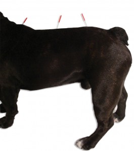dog1_Sil